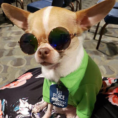 Small Dog Sunglasses Chihuahuas Shades 8 COLOURS - My Chi and Me