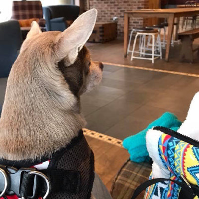 Pet Carrier Padded Faux Sheepskin Lined Travel Shoulder Bag Aztec Design Dog Bag - My Chi and Me