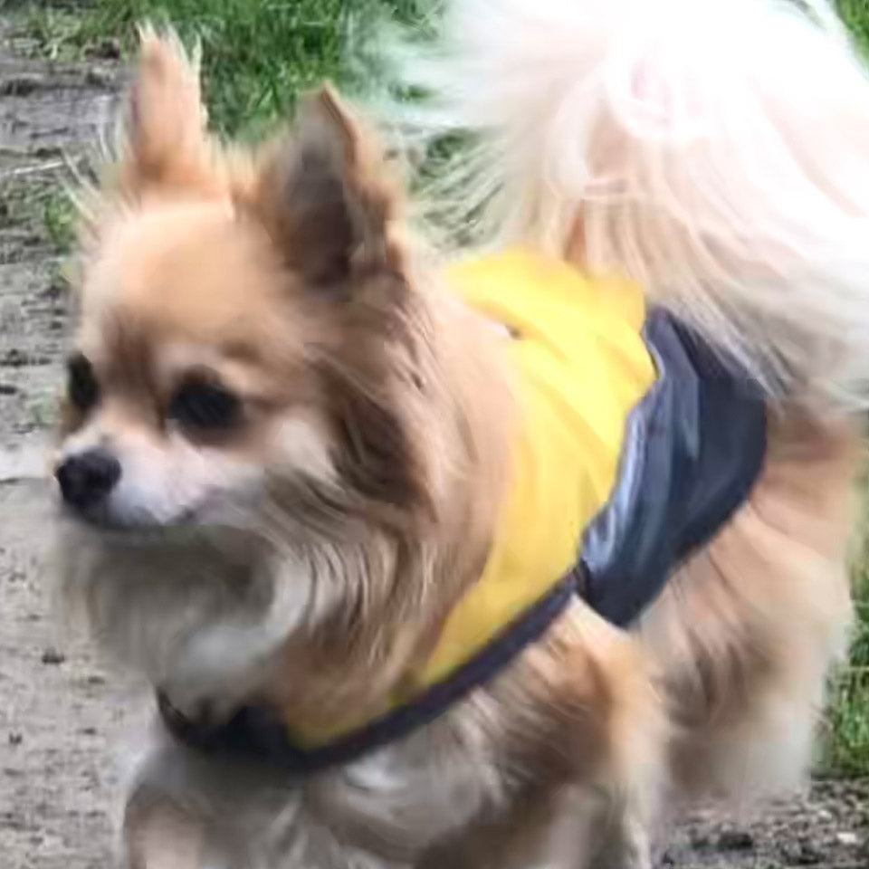 Small Dog Waterproof Reflective Adjustable Velcro Coat Yellow and Grey - My Chi and Me