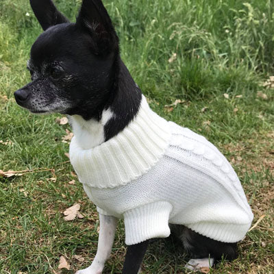 Small Dog Soft Cream Cable Knit Chihuahua Puppy Jumper 5 SIZES Chihuahua Clothes and Accessories at My Chi and Me