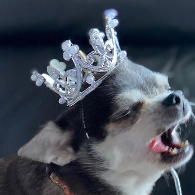 Platinum Effect Mini Crown for chihuahuas and Small Dogs