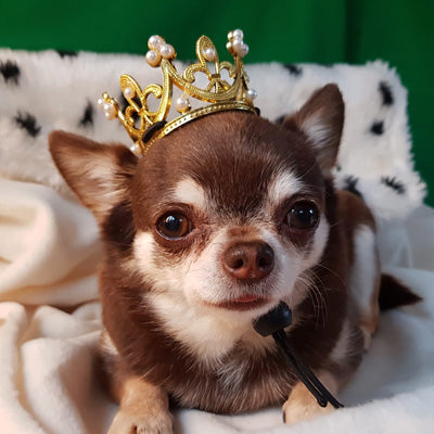 Gold Effect Mini Crown for chihuahuas and Small Dogs Queens Jubilee Princess Hat