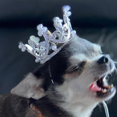 Platinum Effect Mini Crown for chihuahuas and Small Dogs