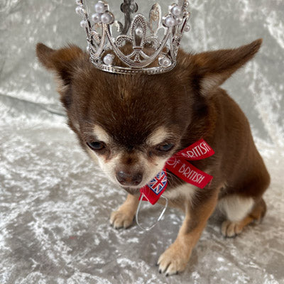Platinum Effect Mini Crown for chihuahuas and Small Dogs Queens Platinum Jubilee