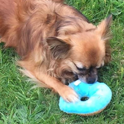 Blue Frosted Donut Chihuahua or Small Dog Plush Toy with Squeaker Chihuahua Clothes and Accessories at My Chi and Me