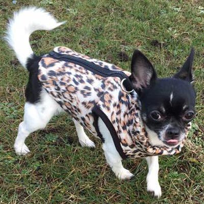 Premium Leopard Print Water Resistant Padded Gilet Style Coat Chihuahua or Small Dog - My Chi and Me
