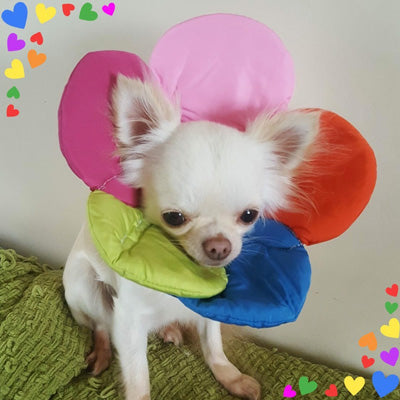 Post Surgery Soft Protective Flower Collar Multicolour 3 Sizes - My Chi and Me