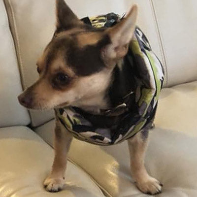 Chihuahua or Small Dog Coat Jungle Camouflage Gilet - My Chi and Me