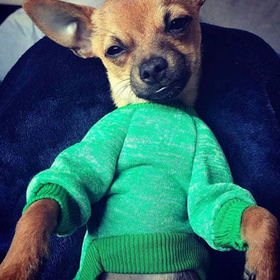 Chihuahua Puppy and Small Dog Knitted Cosy Fleece Lined Jumper 9 COLOURS Medium Chihuahua Clothes and Accessories at My Chi and Me