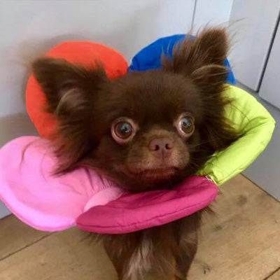 Post Surgery Soft Protective Flower Collar Multicolour 3 Sizes - My Chi and Me
