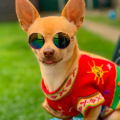 Small Dog Sunglasses Chihuahuas Shades 8 COLOURS - My Chi and Me