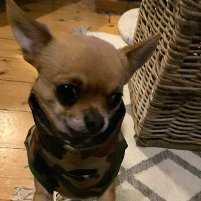Chihuahua or Small Dog Coat Green Camouflage Gilet - My Chi and Me
