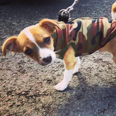 Chihuahua or Small Dog Coat Green Camouflage Gilet - My Chi and Me