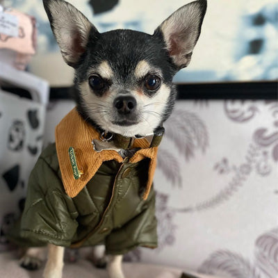 Urban Pup Chihuahua Puppy Chihuahua or Small Dog Forest Green Town and Country Quilted Dog Coat