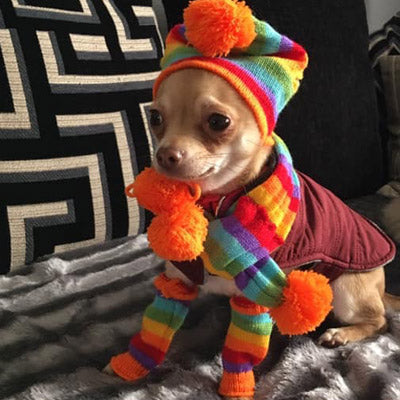 Chihuahua Hat Scarf and Leg Warmer Set Rainbow Stripes Chihuahua Clothes and Accessories at My Chi and Me