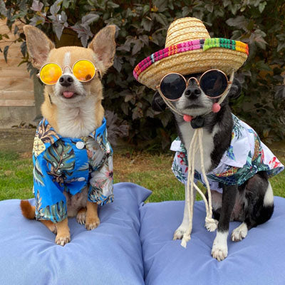 Blue Palms Hibiscus Print Hawaiian Shirt for Small Dogs