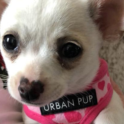 Pink Hearts Harness by Urban Pup - My Chi and Me