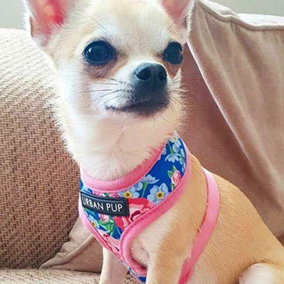 Pink and Blue Floral Burst Harness by Urban Pup - My Chi and Me