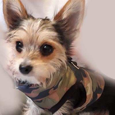 Chihuahua or Small Dog Coat Green Camouflage Gilet - My Chi and Me
