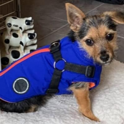 summit dog Coat with Inbuilt Harness Blue and Orange