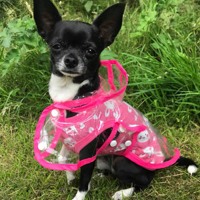 Pink Edged Waterproof Raincoat for Chihuahuas and Small Dogs - 3 SIZES Chihuahua Clothes and Accessories at My Chi and Me