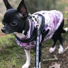 Julius K9 IDC Powerharness for Puppies and Chihuahuas Purple - My Chi and Me