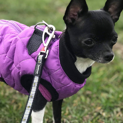 Water Resistant Padded Quilted Purple Dog Gilet Chihuahua Clothes and Accessories at My Chi and Me