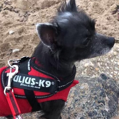 Julius K9 IDC Powerharness for Puppies and Chihuahuas Red - My Chi and Me