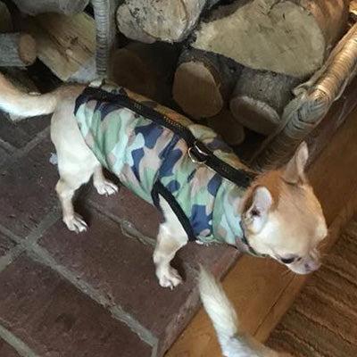 Chihuahua or Small Dog Coat Green Camouflage Gilet - My Chi and Me