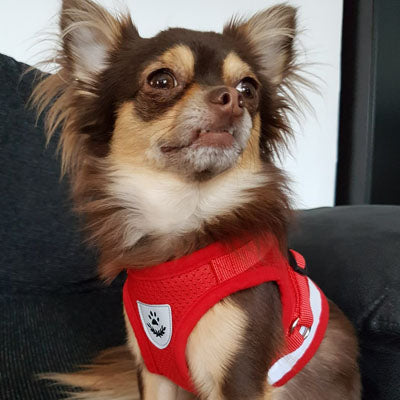 Small Dog Vest Harness and Lead Set Red Mesh Reflective - My Chi and Me
