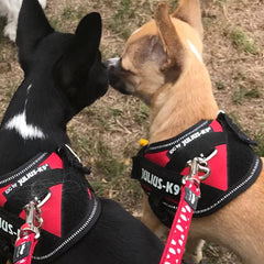 Julius K9 IDC Powerharness for Puppies and Chihuahuas Red - My Chi and Me