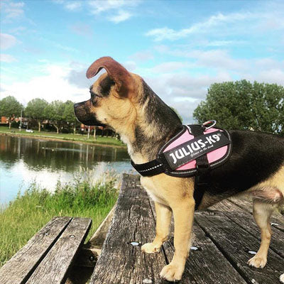 Julius K9 IDC Powerharness for Puppies and Chihuahuas Pink - My Chi and Me