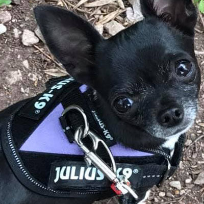 Julius K9 IDC Powerharness for Puppies and Chihuahuas Purple - My Chi and Me
