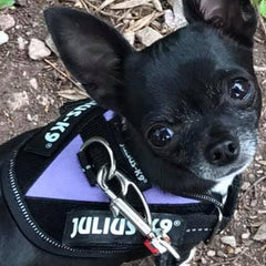 Julius K9 IDC Powerharness for Puppies and Chihuahuas Purple - My Chi and Me