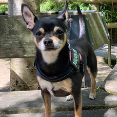 Julius K9 IDC Powerharness for Puppies and Chihuahuas Pink - My Chi and Me