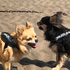 Julius K9 IDC Powerharness for Puppies and Chihuahuas Black - My Chi and Me