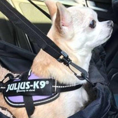 Julius K9 IDC Powerharness for Puppies and Chihuahuas Purple - My Chi and Me
