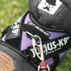 Julius K9 IDC Powerharness for Puppies and Chihuahuas Purple - My Chi and Me