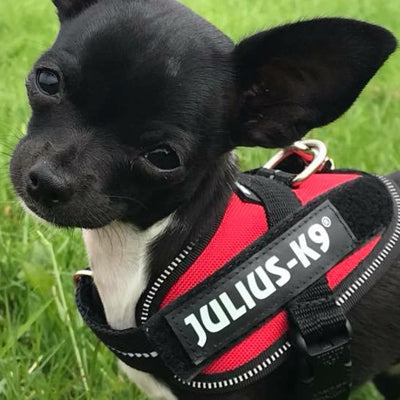 Julius K9 IDC Powerharness for Puppies and Chihuahuas Red - My Chi and Me