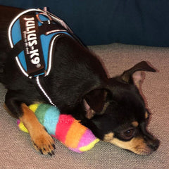 Julius K9 IDC Powerharness for Puppies and Chihuahuas Aquamarine - My Chi and Me