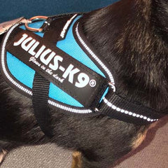 Julius K9 IDC Powerharness for Puppies and Chihuahuas Aquamarine - My Chi and Me