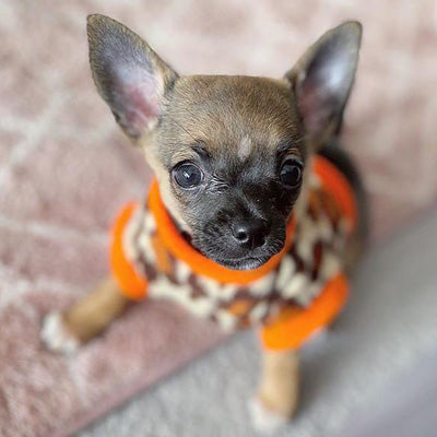 Chihuahua Puppy Fleece Leopard Print With Orange - 4 SIZES Chihuahua Clothes and Accessories at My Chi and Me