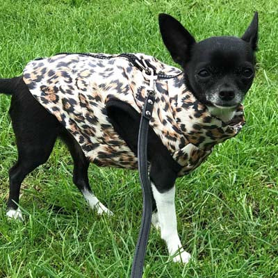 Premium Leopard Print Water Resistant Padded Gilet Style Coat Chihuahua or Small Dog - My Chi and Me