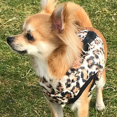 Premium Leopard Print Water Resistant Padded Gilet Style Coat Chihuahua or Small Dog - My Chi and Me
