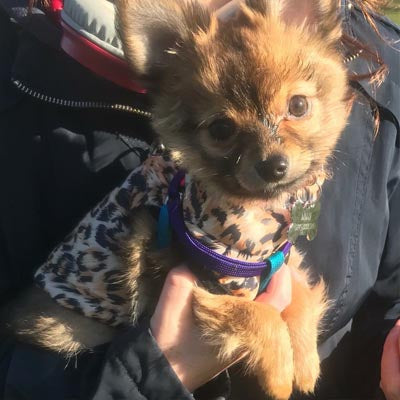 Premium Leopard Print Water Resistant Padded Gilet Style Coat Chihuahua or Small Dog - My Chi and Me