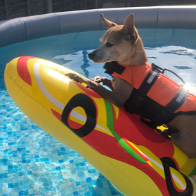 Pet Life Jacket Buoyancy Aid for Chihuahuas or Small Dogs Blue Chihuahua Clothes and Accessories at My Chi and Me