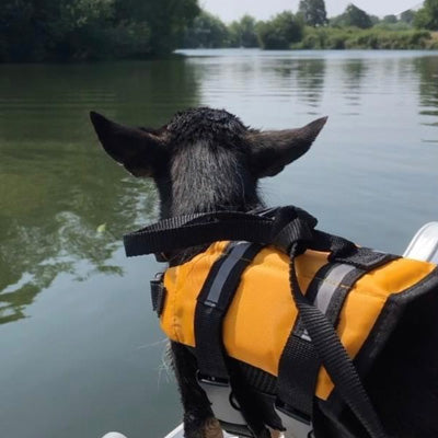 Pet Life Jacket Buoyancy Aid for Chihuahuas or Small Dogs Blue