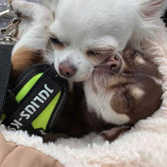 Julius K9 IDC Powerharness for Puppies and Chihuahuas UV Neon Green - My Chi and Me