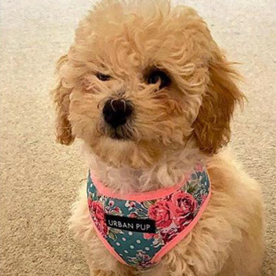 Vintage Rose Floral Bouquet Harness by Urban Pup - My Chi and Me