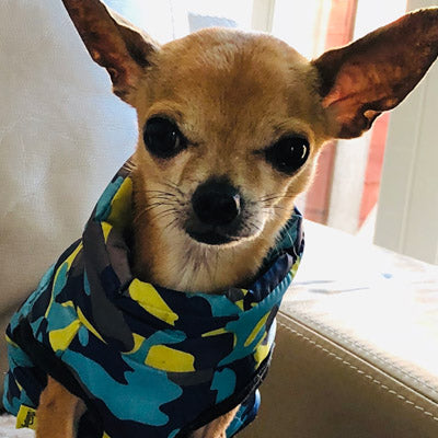 Premium Marine Camouflage Water Resistant Padded Gilet Style Dog Coat Chihuahua Clothes and Accessories at My Chi and Me